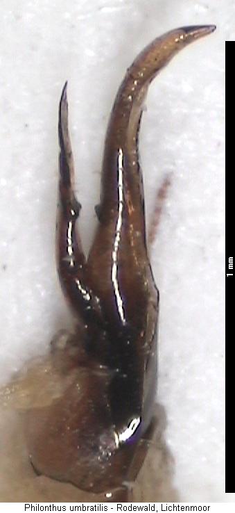philonthus_umbratilis.jpg