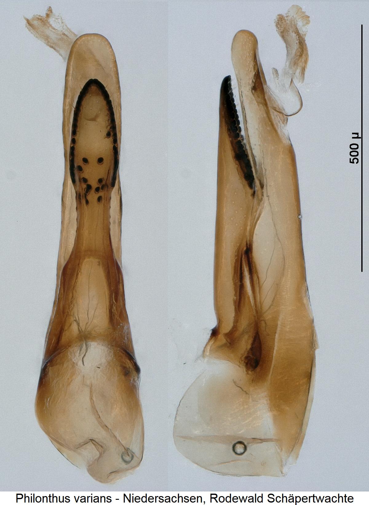 philonthus_varians.jpg