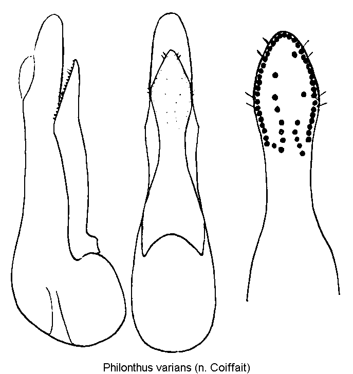 philonthus_varians1.gif