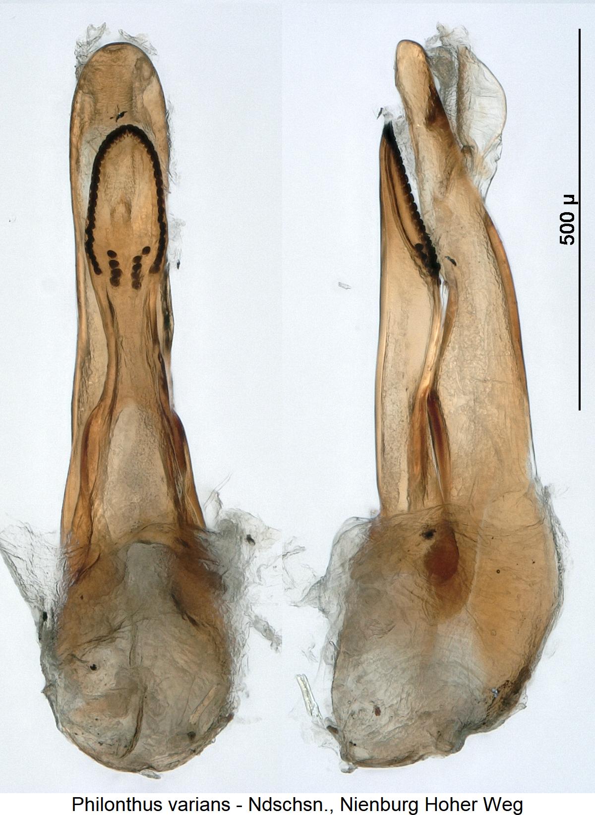 philonthus_varians2.jpg