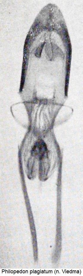 philopedon_plagiatum.jpg