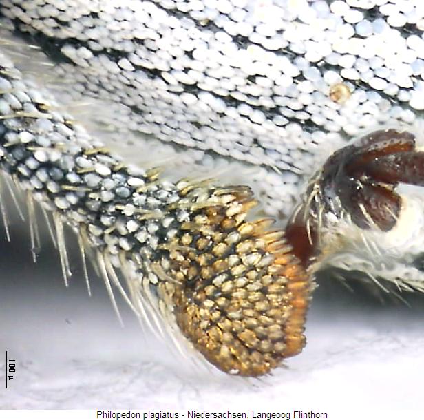 philopedon_plagiatus_hschn.jpg