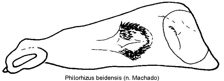 philorhizus_beidensis.gif