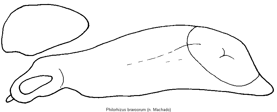 philorhizus_bravoorum.gif