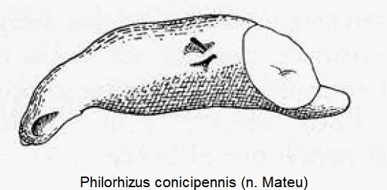 philorhizus_conicipennis.gif