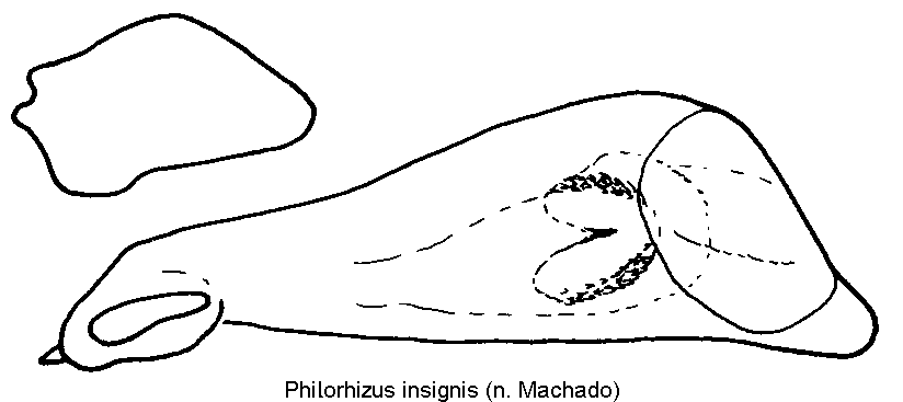 philorhizus_insignis.gif