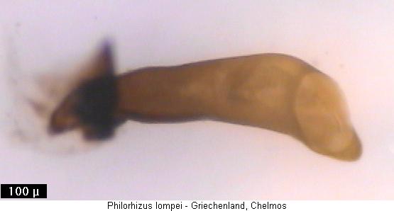 philorhizus_lompei.jpg