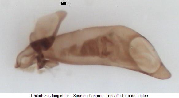philorhizus_longicollis.jpg