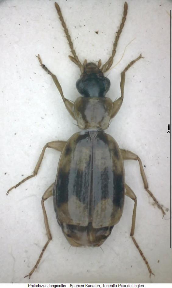 philorhizus_longicollis_hab.jpg
