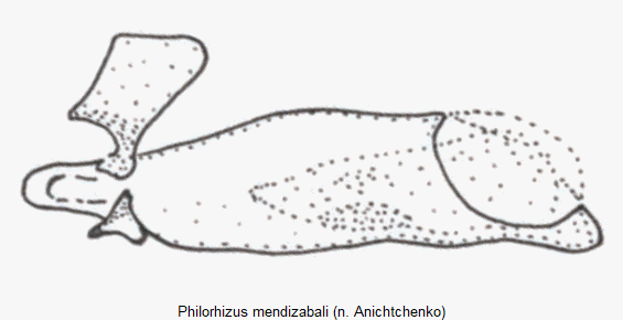 philorhizus_mendizabali1.gif