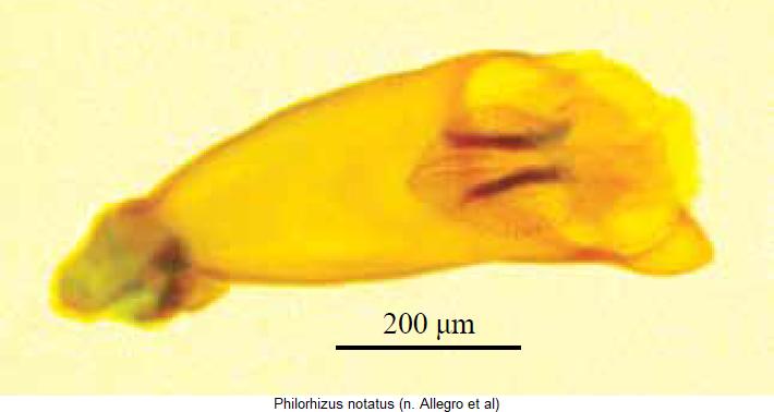 philorhizus_notatus1.jpg
