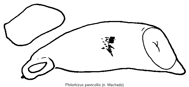 philorhizus_parvicollis.gif