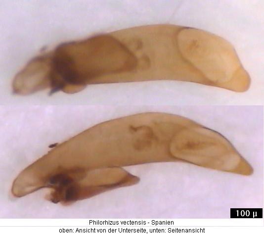 philorhizus_vectensis.jpg
