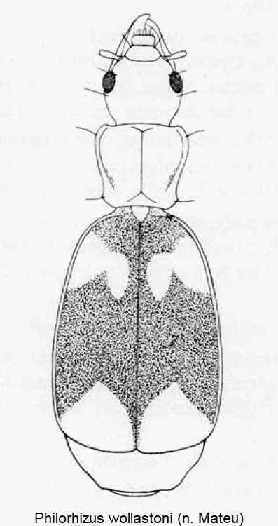philorhizus_wollastoni_hab.gif