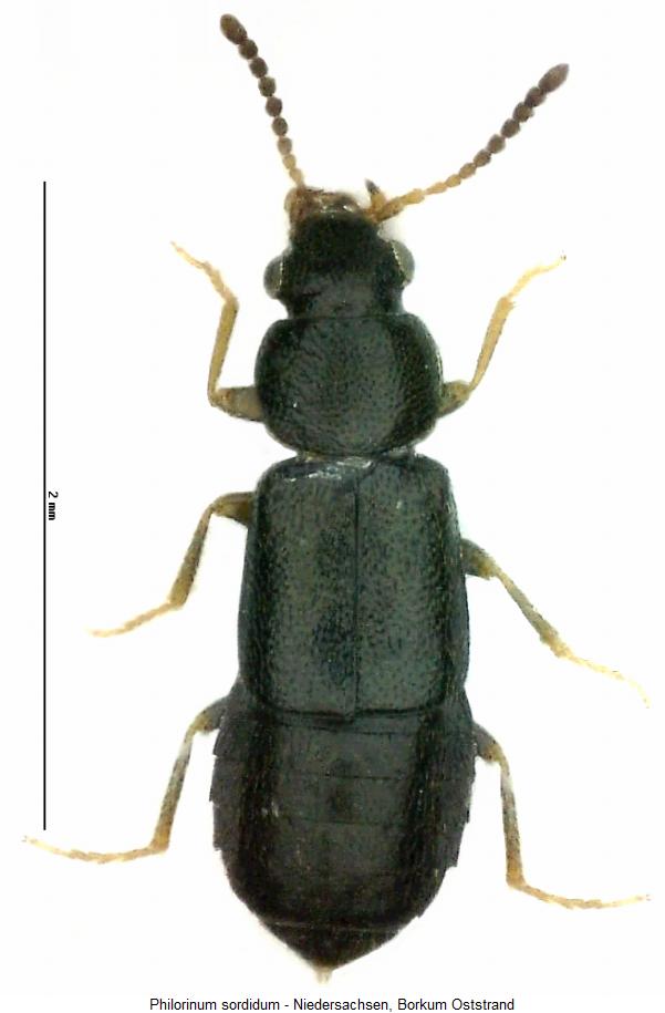 philorinum_sordidum_hab.jpg