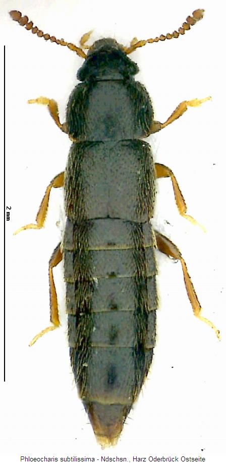 phloeocharis_subtilissima_hab.jpg