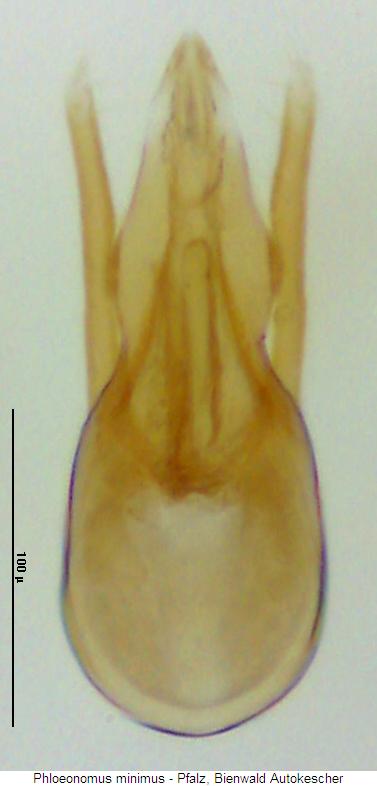 phloeonomus_minimus.jpg