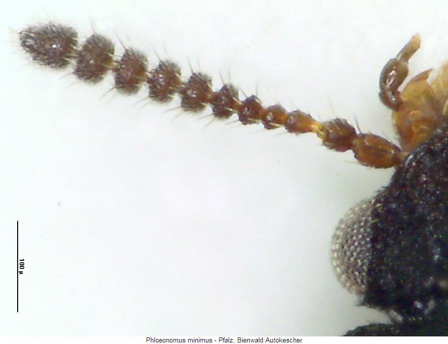 phloeonomus_minimus_f.jpg