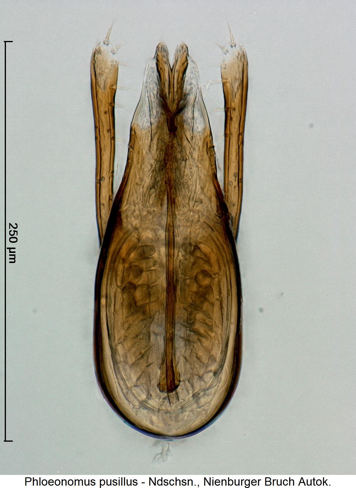 phloeonomus_pusillus1.jpg