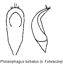phloeophagus_turbatus.gif