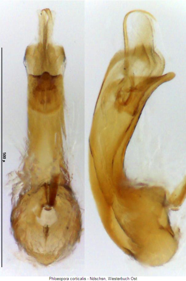 phloeopora_corticalis.jpg