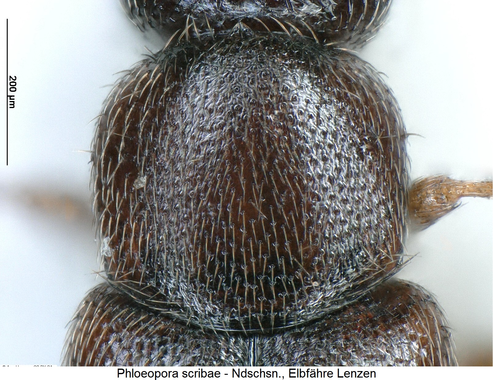 phloeopora_scribae_ck5839_hsch.jpg