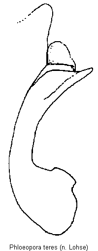 phloeopora_teres.gif