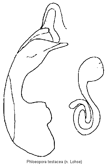 phloeopora_testacea.gif