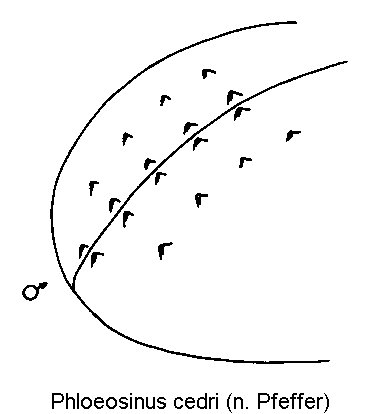 phloeosinus_cedri_hlb.gif