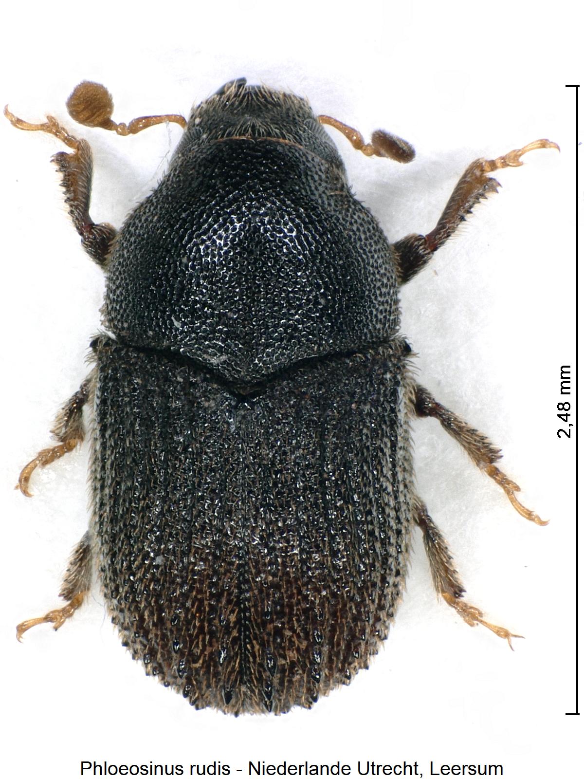 phloeosinus_rudis_hab1.jpg