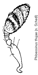 phloeosinus_thujae_f.gif