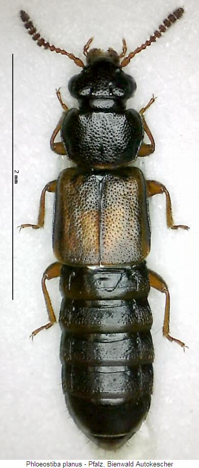 phloeostiba_planus_hab.jpg
