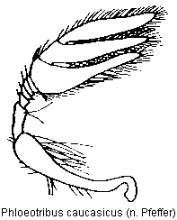 phloeotribus_caucasicus_f.gif