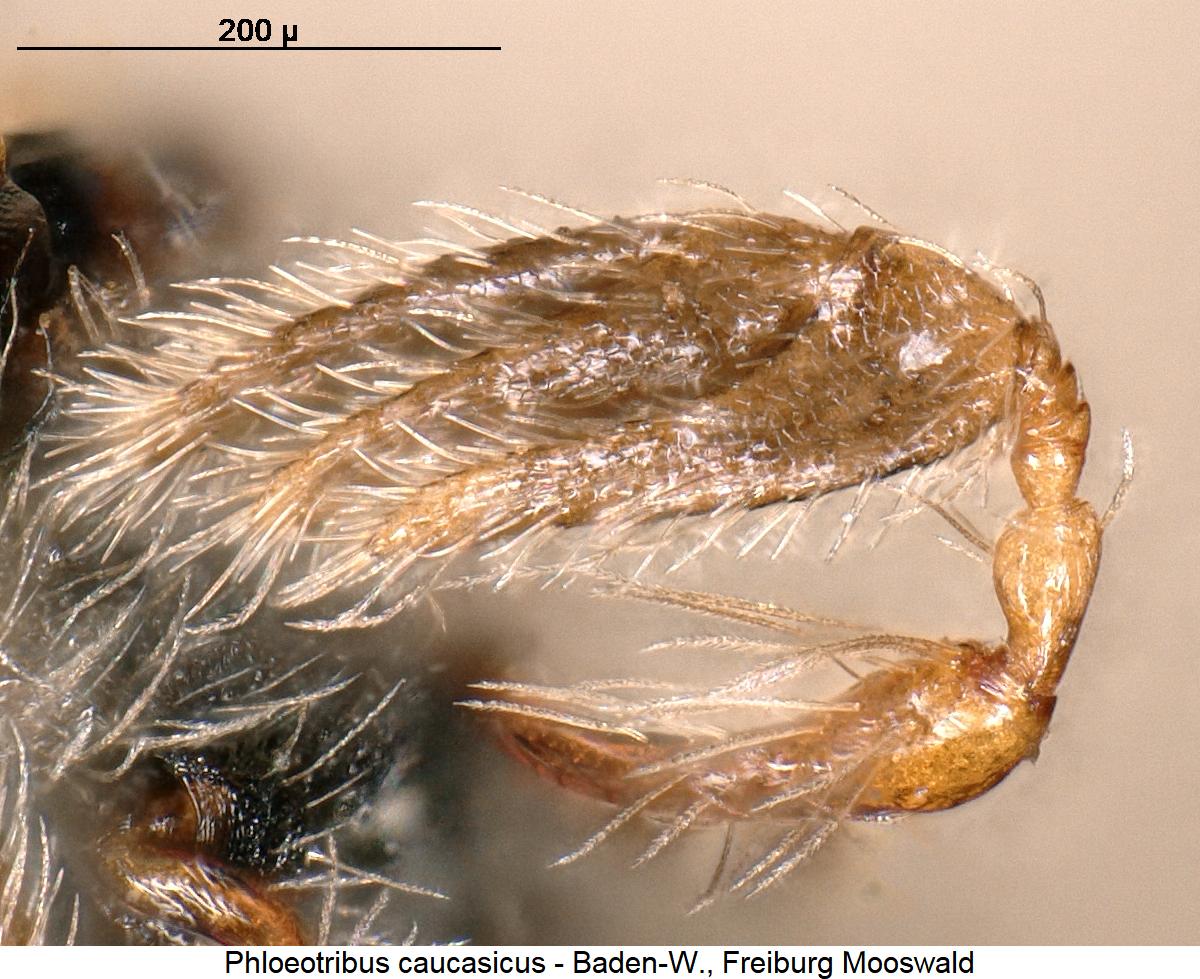 phloeotribus_caucasicus_f1.jpg