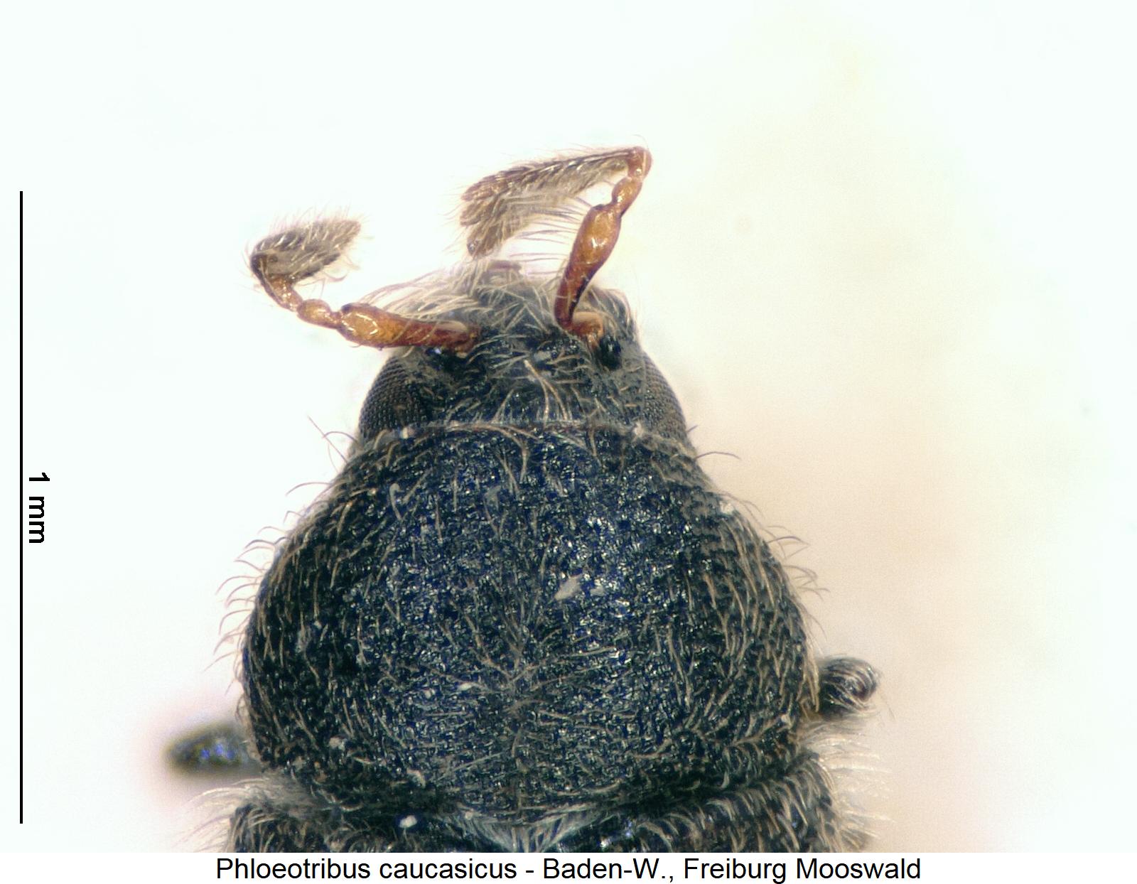 phloeotribus_caucasicus_vk.jpg