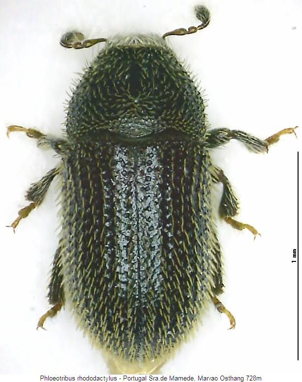 phloeotribus_rhododactylus_hab.jpg