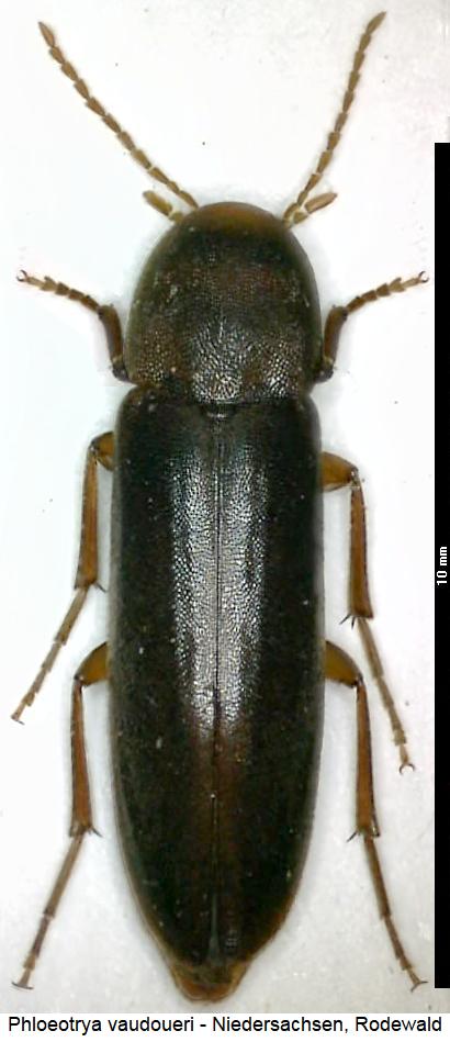 phloeotrya_vaudoueri_hab.jpg