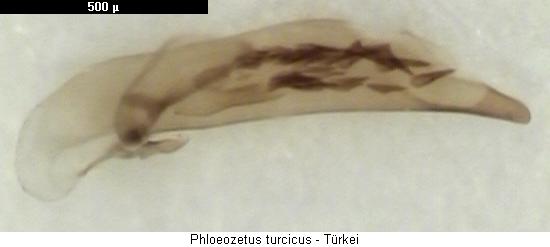 phloeozetus_turcicus.jpg