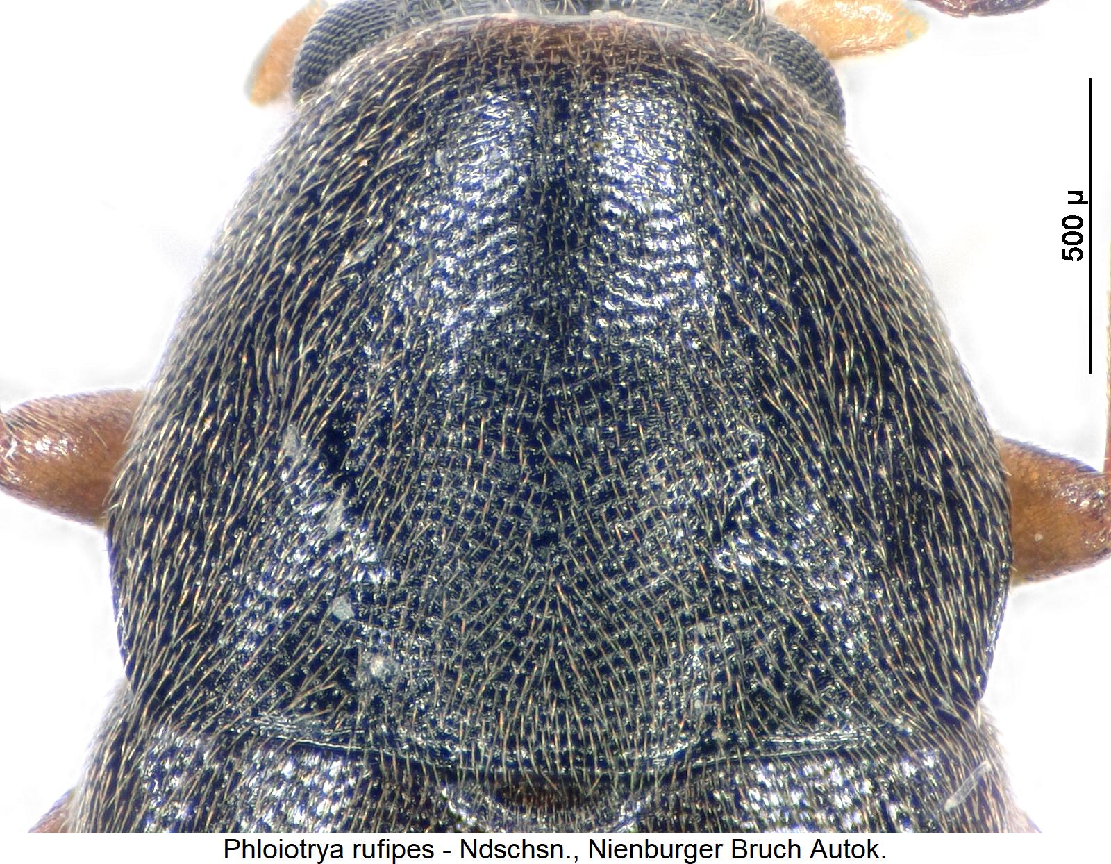 phloiotrya_rufipes_hsch.jpg