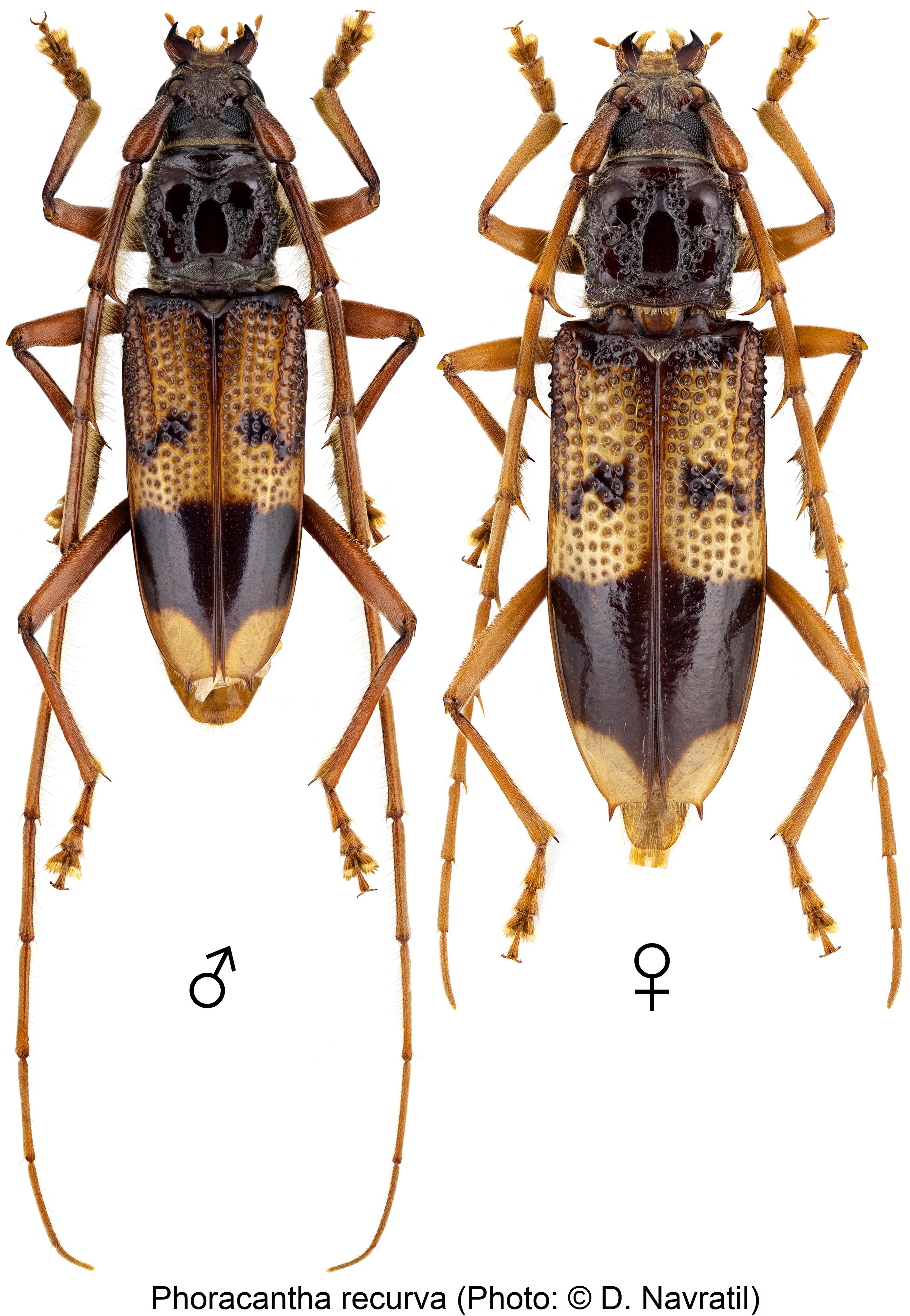 phoracantha_recurva_hab.jpg