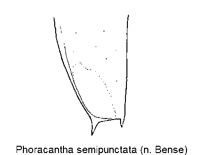 phoracantha_semipunctata_dec.gif