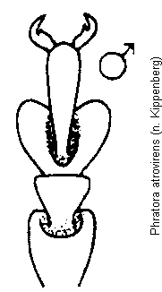 phratora_atrovirens_vtr.gif