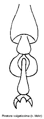 phratora_vulgatissima_tr.gif