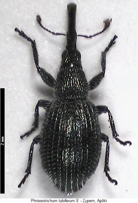 phrissotrichum_tubiferum_w_hab.jpg