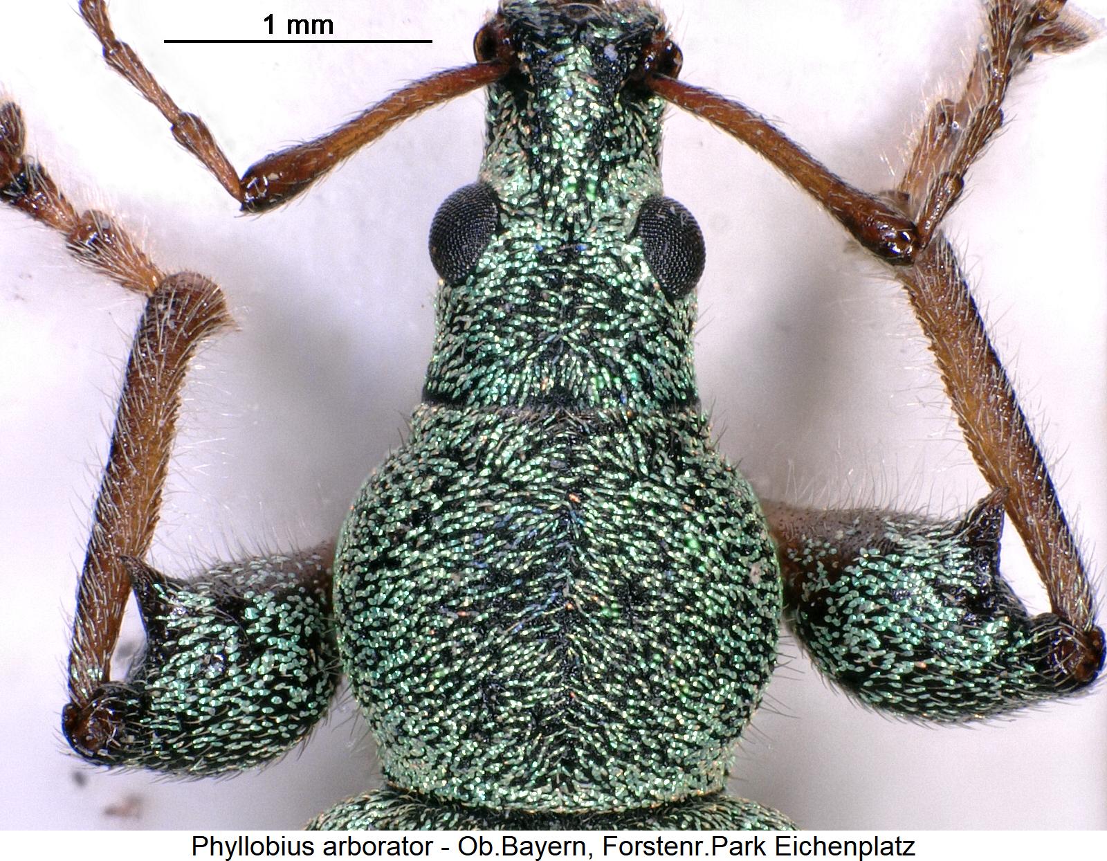 phyllobius_arborator_vk1.jpg