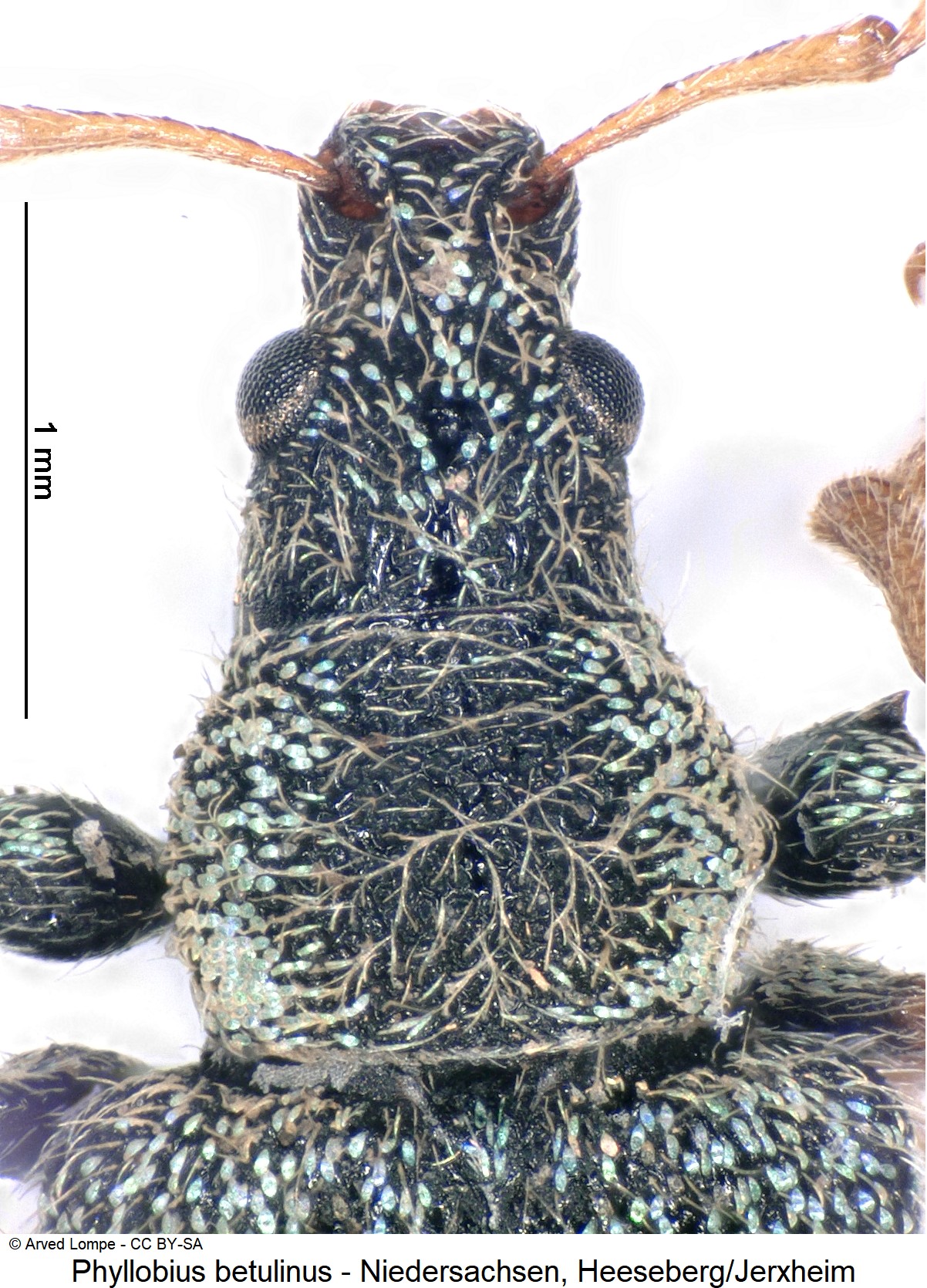 phyllobius_betulinus_ck31737597_vk.jpg