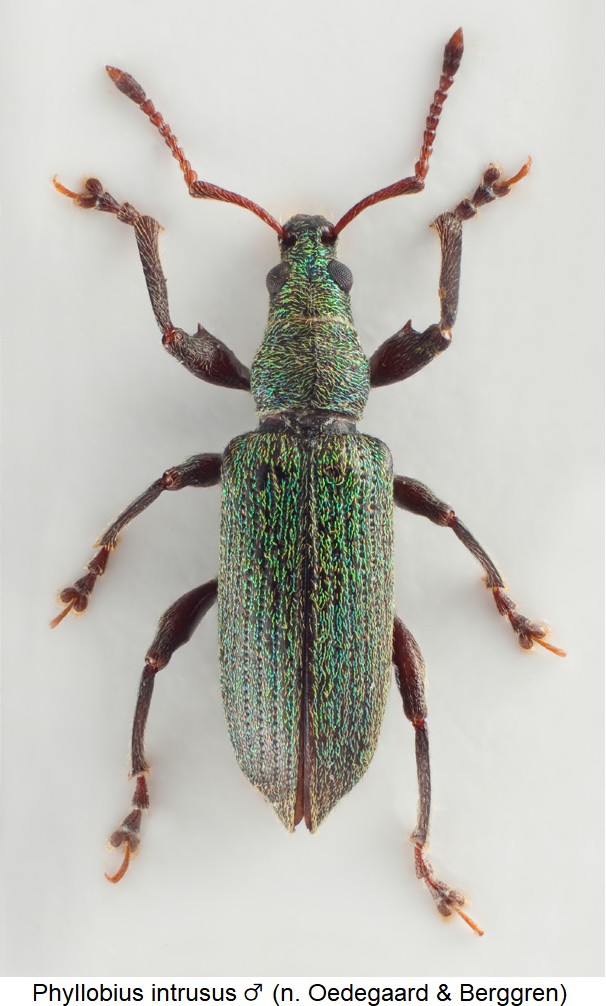 phyllobius_intrusus_m_hab.jpg