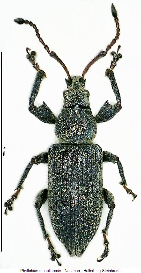 phyllobius_maculicornis_hab.jpg