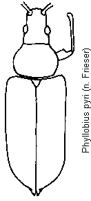 phyllobius_pyri_hab.gif