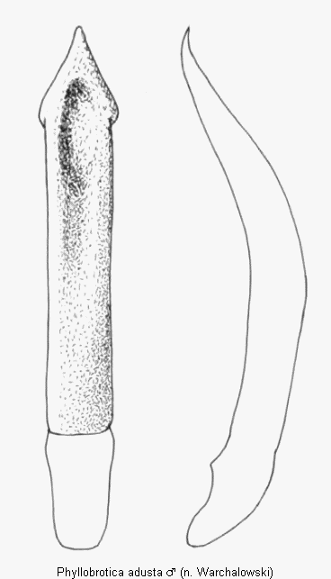 phyllobrotica_adusta.gif